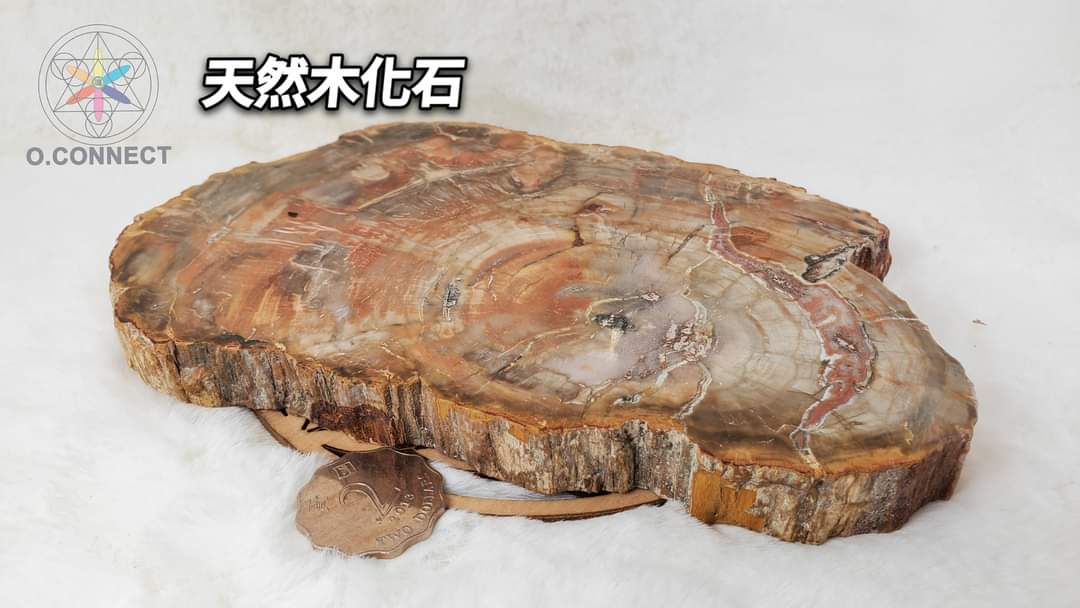 【天然木化石片】