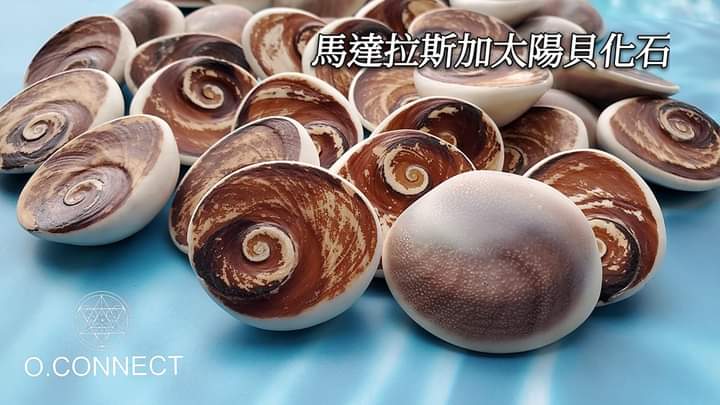 馬達拉斯加太陽貝化石